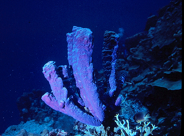 Tube Sponges | tube sponges in bright pinks and purples on the reef | underwater photography | underwater world | tube sponges | reef life