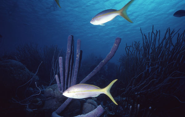 | underwater | underwater life | underwater photography | underwater world | undersea | undersea life | undersea world | florida keys | florida keys life | nature | nature photography | uw photography | diving photography | scuba diving photos | scuba diving magazine | diving magazine | coral | coral reef | diver