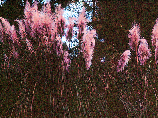 Cattails 