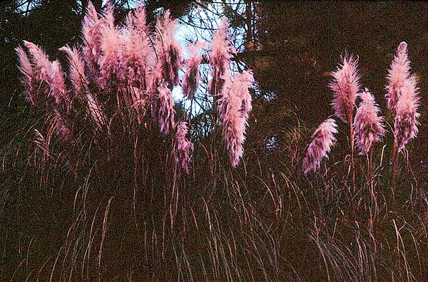 Cattails | cattails blooming in the woods | nature | nature lovers | nature photography | nature photographer | cattails | grasses
