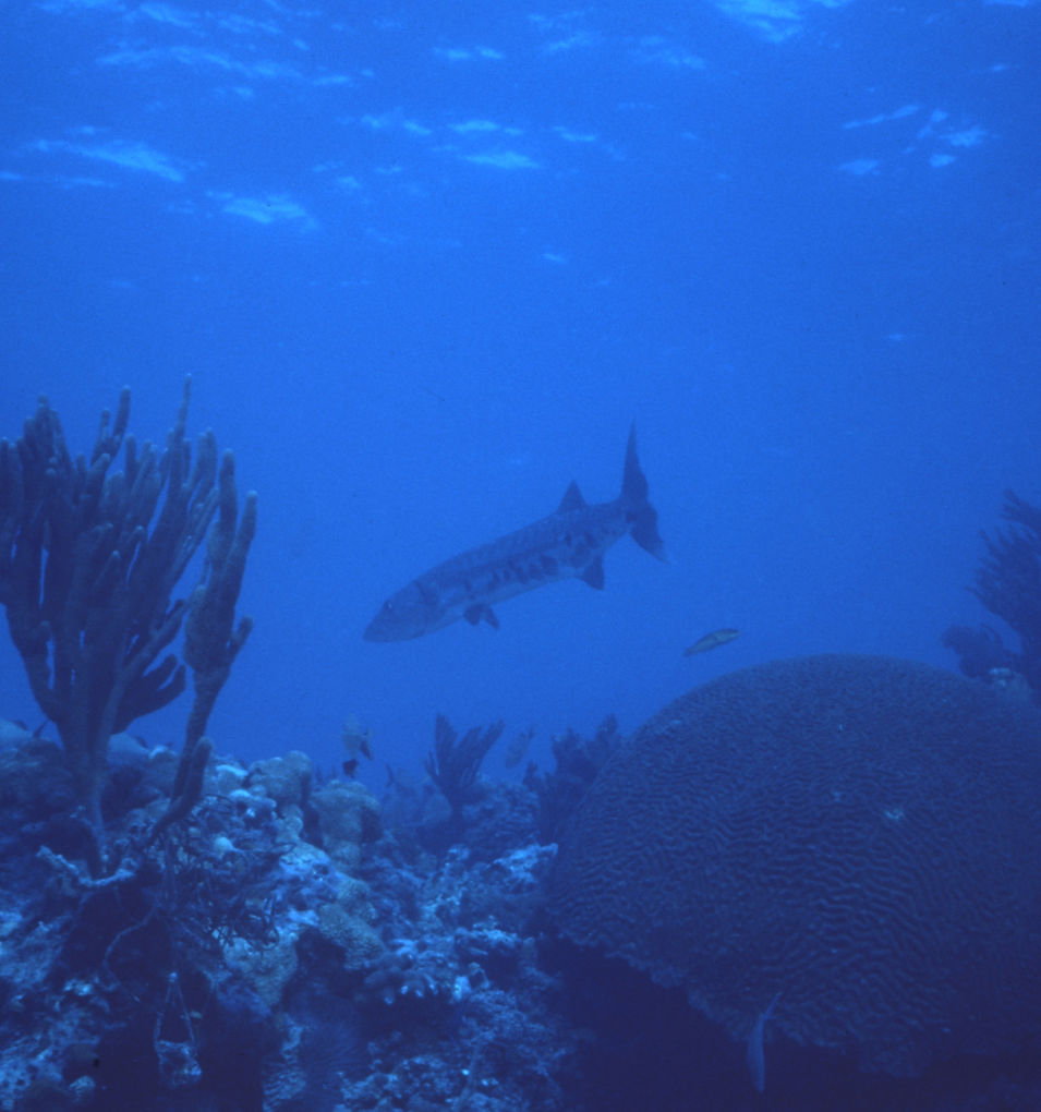 Barracuda! | Coral Reef | Florida Keys | Nature Photography | Underwater Photography