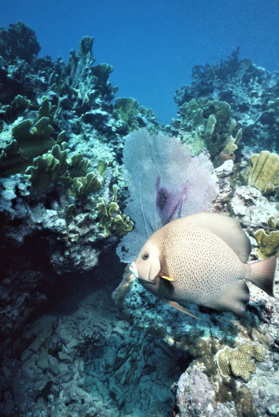 Angl Fish | Coral Reef | underwater | underwater life | underwater photography | underwater world | undersea | undersea life | undersea world | florida keys | florida keys life | nature | nature photography | uw photography | diving photography | scuba diving photos | scuba diving magazine | diving magazine