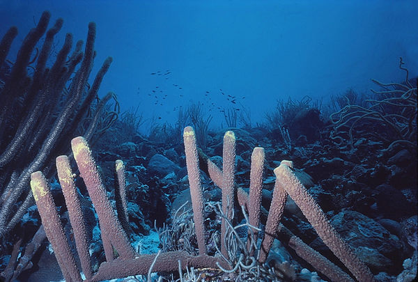 It's All Uphill From Here | tube sponges in coral garden with blue background| underwater | underwater life | underwater photography | underwater world | undersea | undersea life | undersea world | florida keys | florida keys life | nature | nature photography | uw photography | diving photography | scuba diving photos | scuba diving magazine | diving magazine | coral | coral reef | diver |