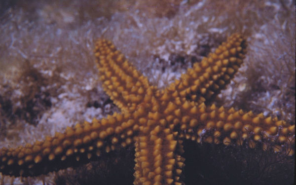 Stars | Star fish (yellow to gold ochre on sandy background | underwater | underwater life | underwater photography | underwater world | undersea | undersea life | undersea world | florida keys | florida keys life | nature | nature photography | uw photography | diving photography | scuba diving photos | scuba diving magazine | diving magazine | coral | coral reef | diver |