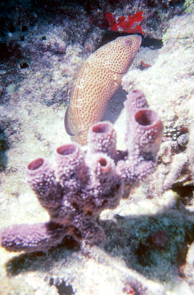 Another Look |rock hind grouper against the earth tones of the coral reef || underwater | underwater life | underwater photography | underwater world | undersea | undersea life | undersea world | florida keys | florida keys life | nature | nature photography | uw photography | diving photography | scuba diving photos | scuba diving magazine | diving magazine | coral | coral reef | diver |