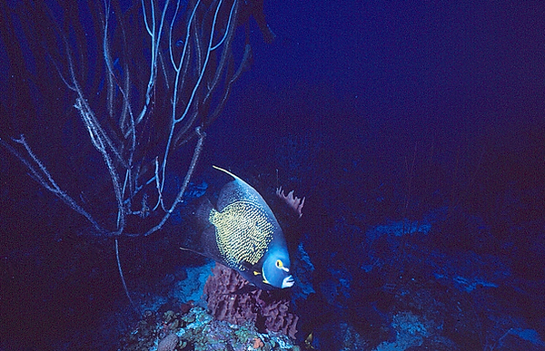 Bonjour! | a pretty French angelfish swimming on the reef resting under a coral tree | underwater photography | underwater world | underwater life | French angel fish | coral reef | reef life | salt life