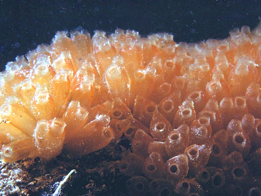 Sea Squirts