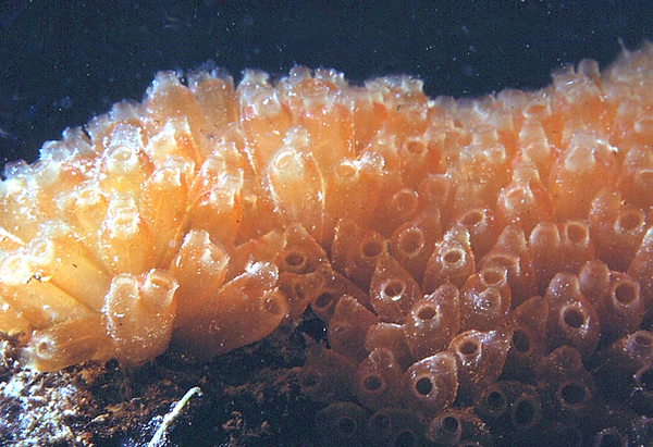 Sea Squirts | a close up photo of translucent sea squirts | underwater photography | undwerwater world | underwater life | coral reef | reef life | salt life