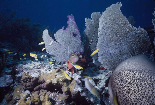 Fun Chaos | a group of tropical fish on the coral reef having fun | underwater | underwater life | underwater photography | underwater world | undersea | undersea life | undersea world | florida keys | florida keys life | nature | nature photography | uw photography | diving photography | scuba diving photos | scuba diving magazine | diving magazine | coral | coral reef | diver |