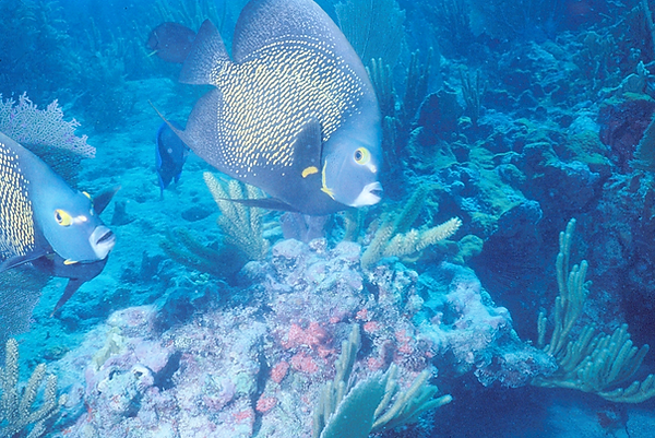 Bon Jour | two French angelfish swimming on the reef | underwater photography #underwater world } underwater life | french angelfish | reef life | salt life