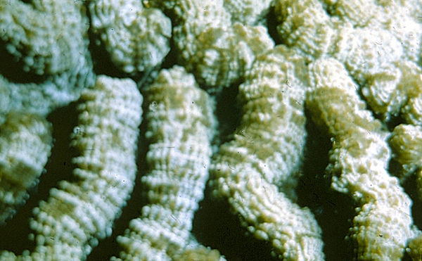 She's got legs!| a close-up of star fish legs | underwater photography | underwater world | star fish | reef life