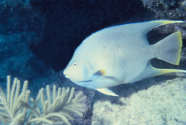 Pretty Little Angel | Angel Fish with sea fan | underwater | underwater life | underwater photography | underwater world | undersea | undersea life | undersea world | florida keys | florida keys life | nature | nature photography | uw photography | diving photography | scuba diving photos | scuba diving magazine | diving magazine | coral | coral reef | diver |