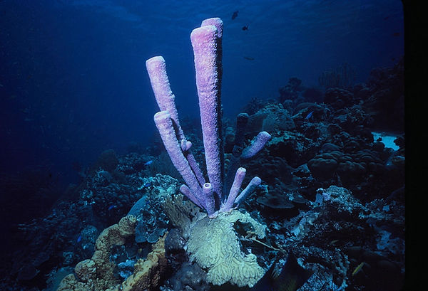 Purple tube sponge on brain coral | underwater | underwater life | underwater photography | underwater world | undersea | undersea life | undersea world | florida keys | florida keys life | nature | nature photography | uw photography | diving photography | scuba diving photos | scuba diving magazine | diving magazine | coral | coral reef | diver |