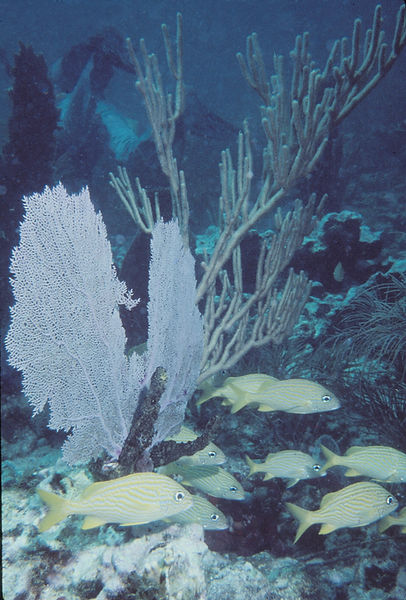 Is this the turn?| sea fans and corals with a school of yellow-striped fish| | underwater | underwater life | underwater photography | underwater world | undersea | undersea life | undersea world | florida keys | florida keys life | nature | nature photography | uw photography | diving photography | scuba diving photos | scuba diving magazine | diving magazine | coral | coral reef | diver |