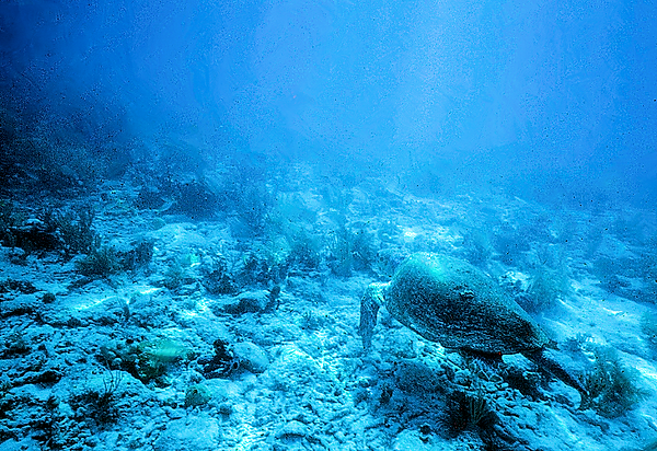 Turtle Love | a sea turtle gliding along the sea bed looking for a bit to eat underwater photography | underwater World | underwater life | turtles | Turtle Love | sea turtle | reef life | salt life