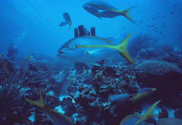 Trick or Treat? | photo bombed photo by cute fish on the reef with divers in the background || underwater | underwater life | underwater photography | underwater world | undersea | undersea life | undersea world | florida keys | florida keys life | nature | nature photography | uw photography | diving photography | scuba diving photos | scuba diving magazine | diving magazine | coral | coral reef | diver |