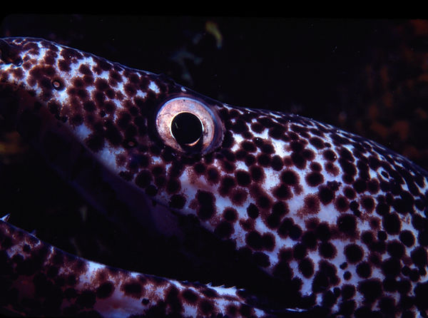 Mr. Moray Eel | close up of a moray eel and his beautiful golden eye| underwater photography | underwater life | underwater world | moray eel