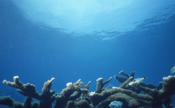 Under the Sea | underwater | underwater life | underwater photography | underwater world | undersea | undersea life | undersea world | florida keys | florida keys life | nature | nature photography | uw photography | diving photography | scuba diving photos | scuba diving magazine | diving magazine | coral | coral reef | diver |