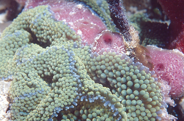 What is it? | carpet anemone or spawning coral, which is it? | underwater photography | underwater world | underwater life | carpet anemone | spawning coral | coral reef | reef life | salt life