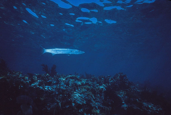 Great Barracuda |great barracuda swimming above the reef in beautiful blue waters | underwater | underwater life | underwater photography | underwater world | undersea | undersea life | undersea world | florida keys | florida keys life | nature | nature photography | uw photography | diving photography | scuba diving photos | scuba diving magazine | diving magazine | coral | coral reef | diver |