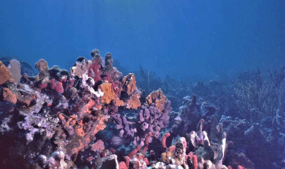Coral Reef | underwater | underwater life | underwater photography | underwater world | undersea | undersea life | undersea world | florida keys | florida keys life | nature | nature photography | uw photography | diving photography | scuba diving photos | scuba diving magazine | diving magazine