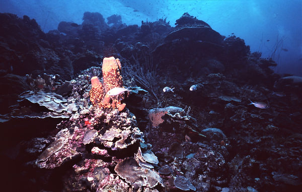 Coral Still Life | underwater | underwater life | underwater photography | underwater world | undersea | undersea life | undersea world | florida keys | florida keys life | nature | nature photography | uw photography | diving photography | scuba diving photos | scuba diving magazine | diving magazine | coral | coral reef | diver |