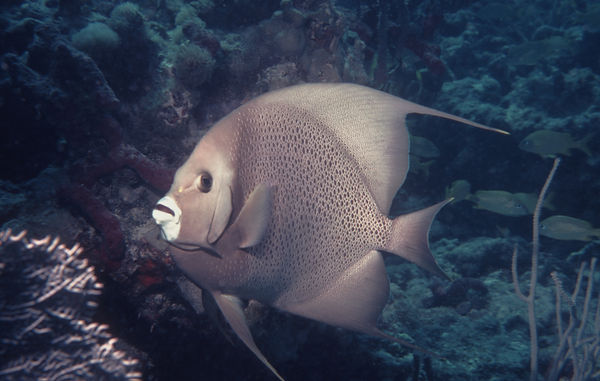 | underwater | underwater life | underwater photography | underwater world | undersea | undersea life | undersea world | florida keys | florida keys life | nature | nature photography | uw photography | diving photography | scuba diving photos | scuba diving magazine | diving magazine | coral | coral reef | diver | angel fish