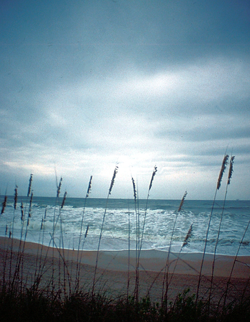 Day at the Beach | portrait of the beach with sea grass, sand and waves | nature | nature lovers | nature photography | nature photographer | beach vibes | beach life