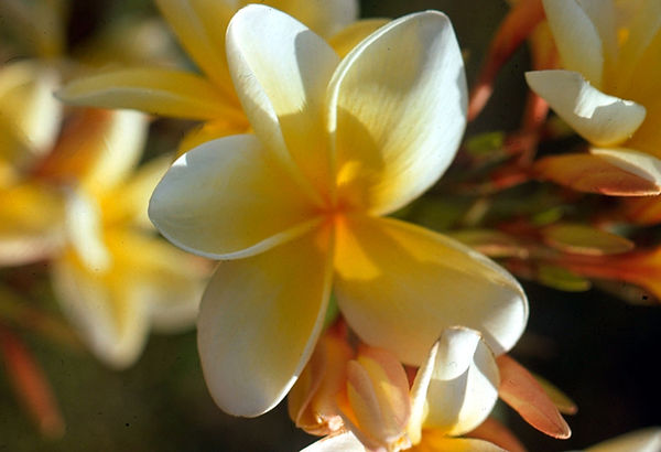 Frangipani| white and yellow plumeria in golden light|flowers |nature
