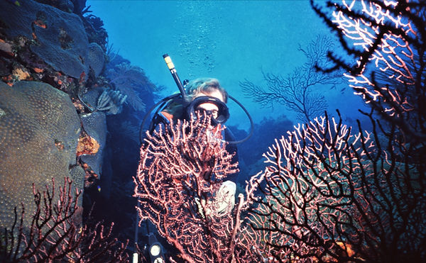 | underwater | underwater life | underwater photography | underwater world | undersea | undersea life | undersea world | florida keys | florida keys life | nature | nature photography | uw photography | diving photography | scuba diving photos | scuba diving magazine | diving magazine | coral | coral reef