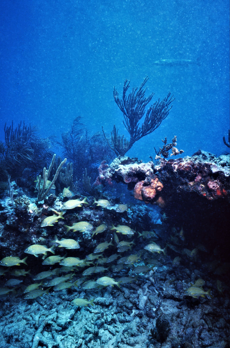 School of Fish | underwater | underwater life | underwater photography | underwater world | undersea | undersea life | undersea world | florida keys | florida keys life | nature | nature photography | uw photography | diving photography | scuba diving photos | scuba diving magazine | diving magazine