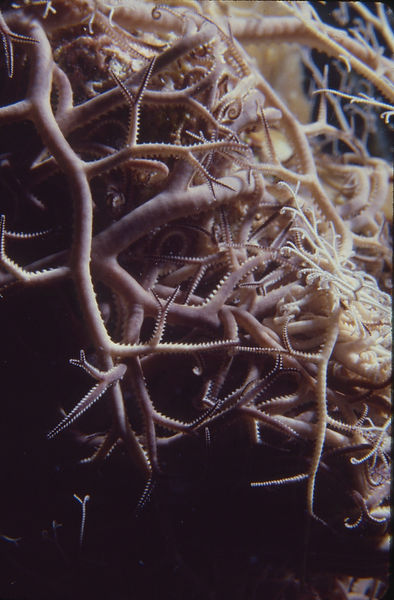 Oh What Webs We Weave| Brittle Stars or polyps in beiges and browns | underwater | underwater life | underwater photography | underwater world | undersea | undersea life | undersea world | florida keys | florida keys life | nature | nature photography | uw photography | diving photography | scuba diving photos | scuba diving magazine | diving magazine | coral | coral reef | diver |