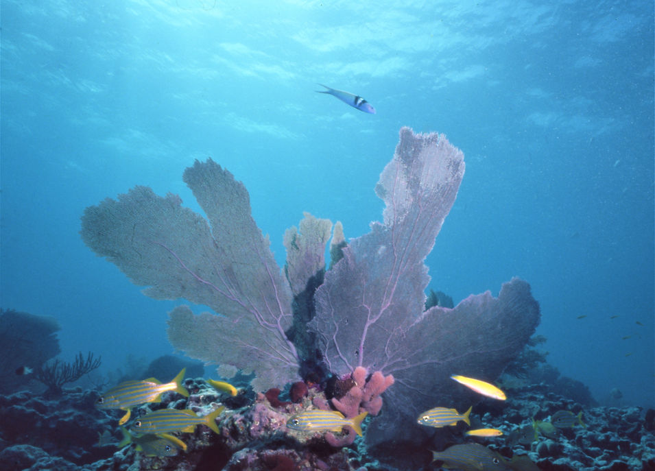Blue Paradise | Coral Reef | Florida Keys | Sea Fans | Nature Photography | Underwater Photography