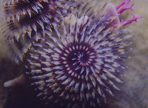 Natural Spiral| Christmas Tree Worm in purples with split black/beige background underwater | underwater life | underwater photography | underwater world | undersea | undersea life | undersea world | florida keys | florida keys life | nature | nature photography | uw photography | diving photography | scuba diving photos | scuba diving magazine | diving magazine | coral | coral reef | diver |