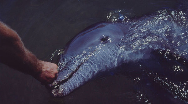 Healing Moment| man reaching out and making contact with a dolphin|| underwater | underwater life | underwater photography | underwater world | undersea | undersea life | undersea world | florida keys | florida keys life | nature | nature photography | uw photogra phy | diving photography | scuba diving photos | scuba diving magazine | diving magazine | coral | coral reef | diver |