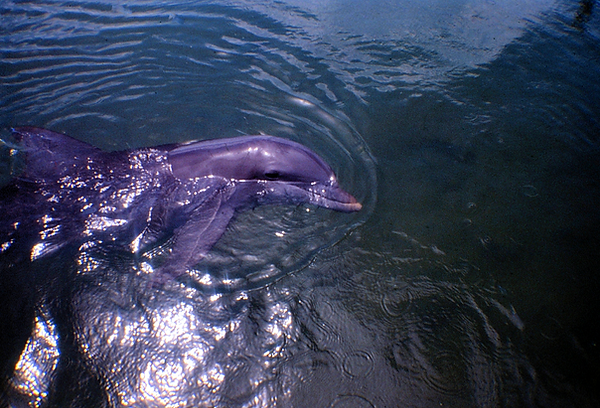 Hello cutie! | photo of a dolphin taking a peek at the photographer | nature | nature lovers | nature photography | nature photographer | dophins | dolphin lover
