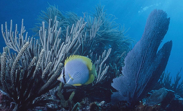 Little Butterfly Fish| butterfly fish swimming by soft corals with blue background |underwater | underwater life | underwater photography | underwater world | undersea | undersea life | undersea world | florida keys | florida keys life | nature | nature photography | uw photography | diving photography | scuba diving photos | scuba diving magazine | diving magazine | coral | coral reef | diver |