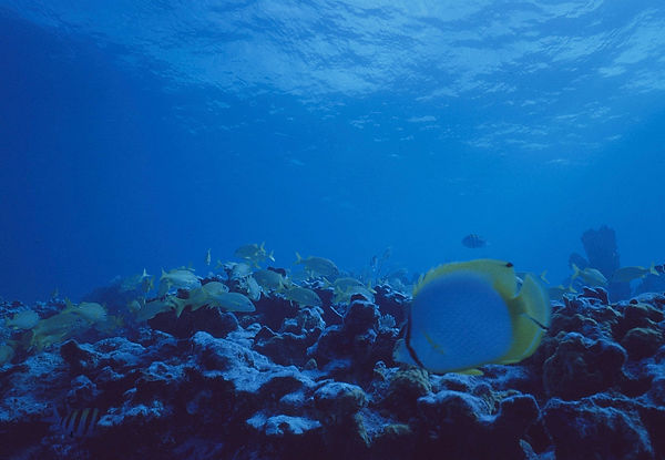 Life In the Deep Blue Sea | butterflyfish on the reef in calming blues| underwater | underwater life | underwater photography | underwater world | undersea | undersea life | undersea world | florida keys | florida keys life | nature | nature photography | uw photography | diving photography | scuba diving photos | scuba diving magazine | diving magazine | coral | coral reef | diver |