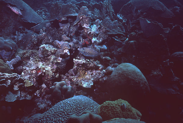 Still Sea Life 3 | underwater | underwater life | underwater photography | underwater world | undersea | undersea life | undersea world | florida keys | florida keys life | nature | nature photography | uw photography | diving photography | scuba diving photos | scuba diving magazine | diving magazine | coral | coral reef | diver |