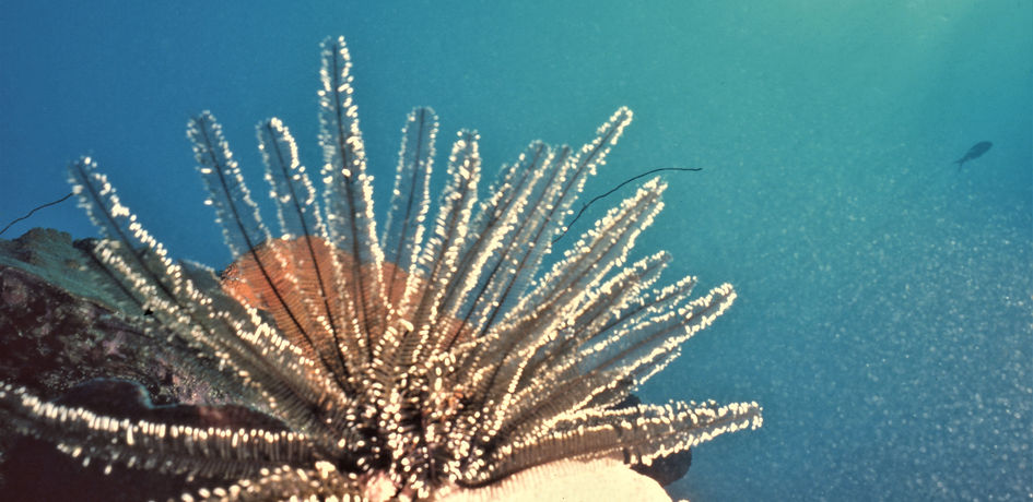 Christmas Sea Fans | underwater | underwater life | underwater photography | underwater world | undersea | undersea life | undersea world | florida keys | florida keys life | nature | nature photography | uw photography | diving photography | scuba diving photos | scuba diving magazine | diving magazine