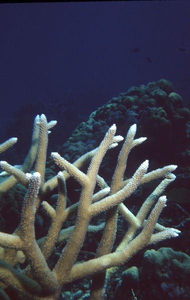 Antler Coral | underwater | underwater life | underwater photography | underwater world | undersea | undersea life | undersea world | florida keys | florida keys life | nature | nature photography | uw photography | diving photography | scuba diving photos | scuba diving magazine | diving magazine | coral | coral reef | diver |