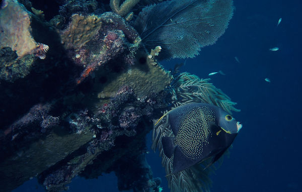 Frenchie on the Reef| French Angel Fish on the reef with deep blue background | underwater | underwater life | underwater photography | underwater world | undersea | undersea life | undersea world | florida keys | florida keys life | nature | nature photography | uw photography | diving photography | scuba diving photos | scuba diving magazine | diving magazine | coral | coral reef | diver |