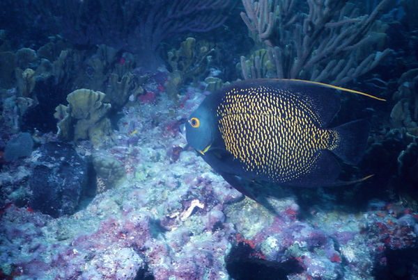 Angel Swimming | underwater | underwater life | underwater photography | underwater world | undersea | undersea life | undersea world | florida keys | florida keys life | nature | nature photography | uw photography | diving photography | scuba diving photos | scuba diving magazine | diving magazine | coral | coral reef | diver |
