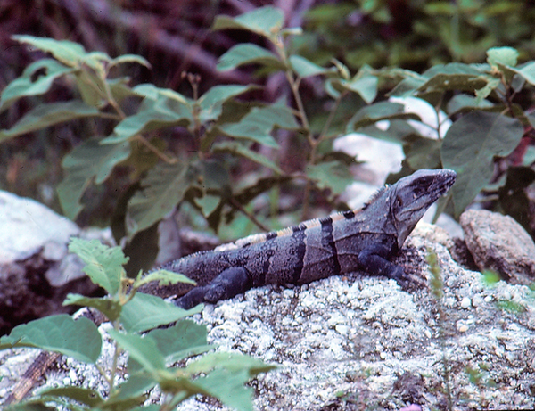 Iguana Invasion |iguana sunning on a rock with greenery surround | zoovisit|zoo|iguana