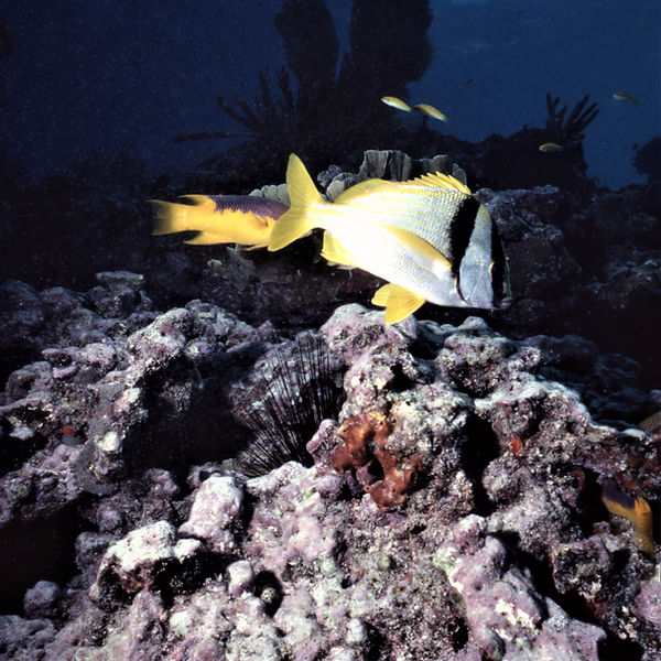 | underwater | underwater life | underwater photography | underwater world | undersea | undersea life | undersea world | florida keys | florida keys life | nature | nature photography | uw photography | diving photography | scuba diving photos | scuba diving magazine | diving magazine | coral | coral reef