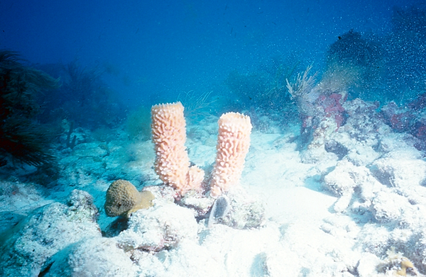A still life of the reef's tube sponges and white sand | underwater photography | underwater world | underwater life | tube sponges | coral reef | reef life | salt life