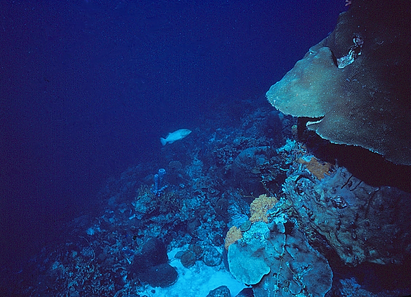 Grouper | a lone grouper swimming on the reef |underwater photography |underwater world |underwater life |reef life |salt life