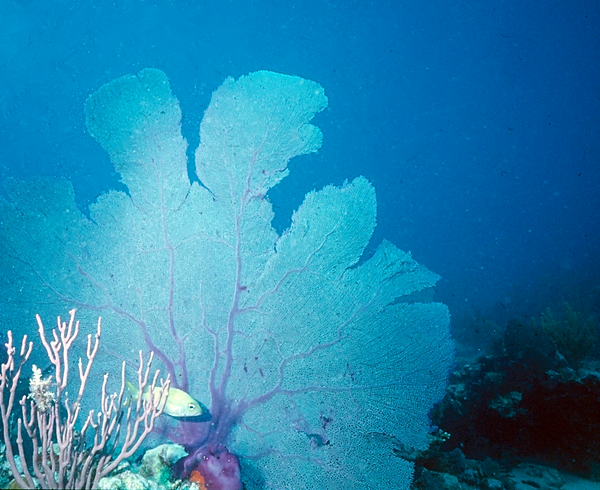A Different View | a large purple sea fan with a visiting fish against the blue sea as a backdrop | underwater photography | underwater world | underwater life | sea fans | coral reef | reef life | salt life