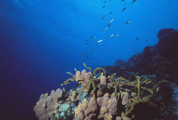 Morning Commute | school of fish on the reef against the beautiful blue of the sea| underwater | underwater life | underwater photography | underwater world | undersea | undersea life | undersea world | florida keys | florida keys life | nature | nature photography | uw photography | diving photography | scuba diving photos | scuba diving magazine | diving magazine | coral | coral reef | diver |