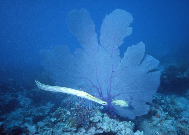 | underwater | underwater life | underwater photography | underwater world | undersea | undersea life | undersea world | florida keys | florida keys life | nature | nature photography | uw photography | diving photography | scuba diving photos | scuba diving magazine | diving magazine | coral | coral reef | trumpet fish | sea fan | blue | yellow
